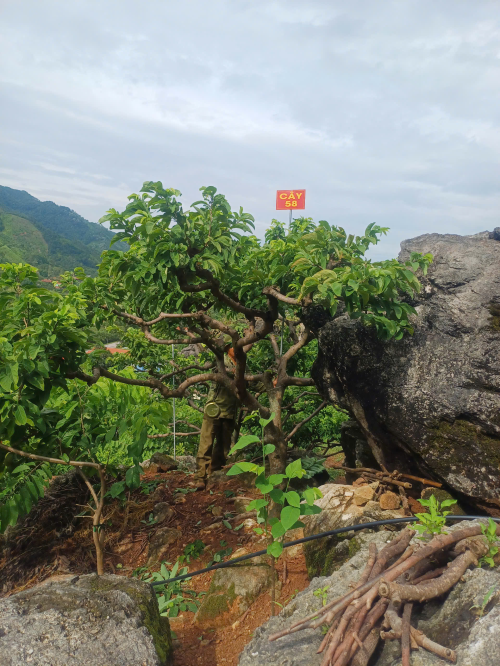 Na Chất Thảo 58