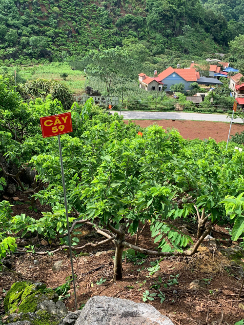 Na Chất Thảo 59