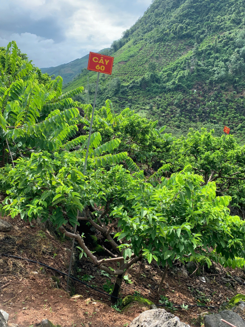 Na Chất Thảo 60