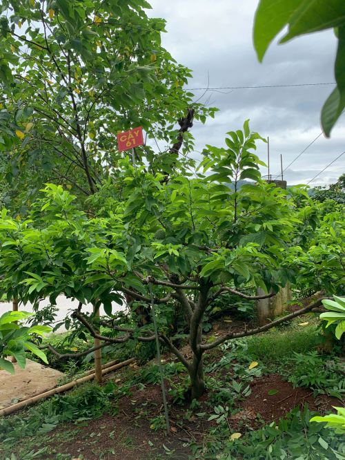 Na Giang Hoan 61