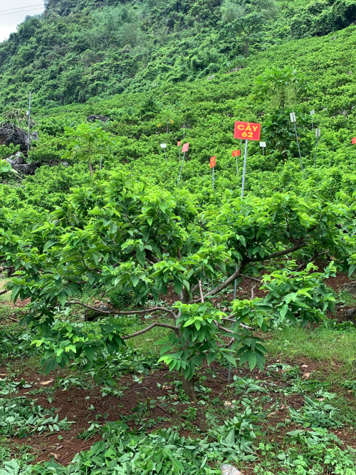 Na Giang Hoan 62