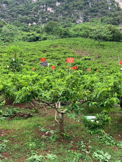 Na Giang Hoan 63