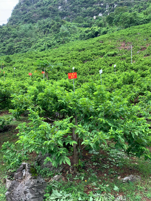Na Giang Hoan 67