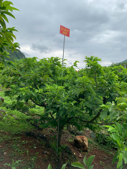 Na Giang Hoan 69