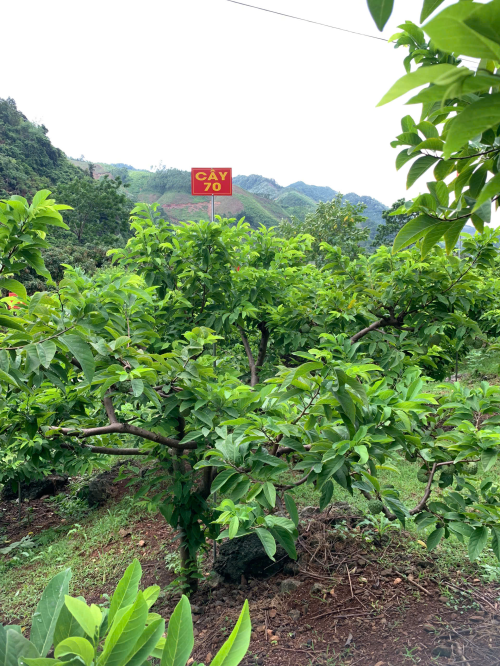Na Giang Hoan 70