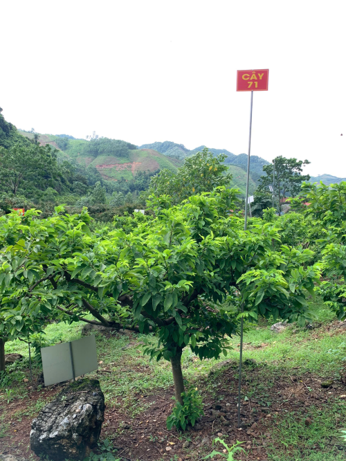 Na Giang Hoan 71