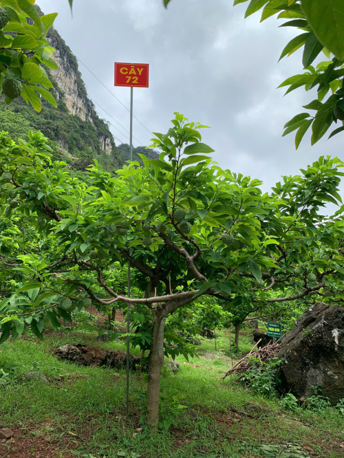 Na Giang Hoan 72