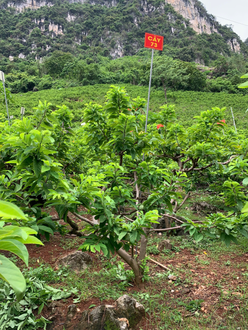 Na Giang Hoan 73