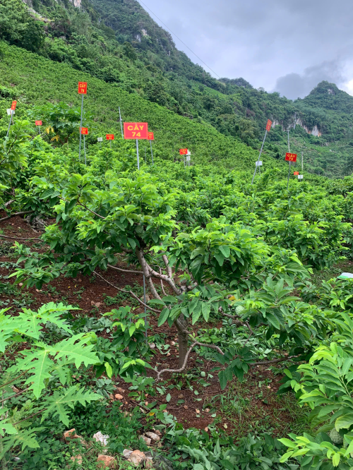 Na Giang Hoan 74