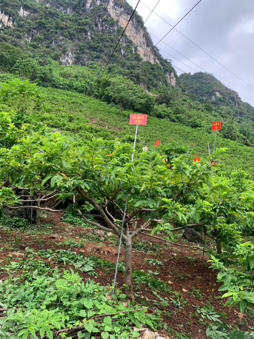 Na Giang Hoan 75