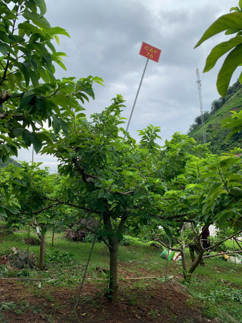 Na Giang Hoan 76