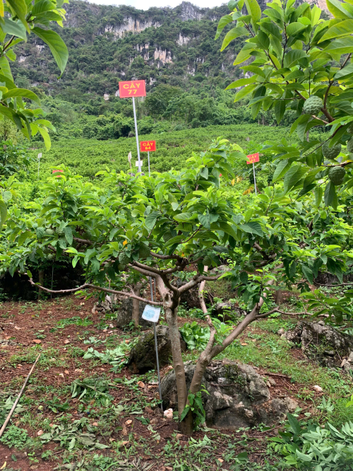 Na Giang Hoan 77