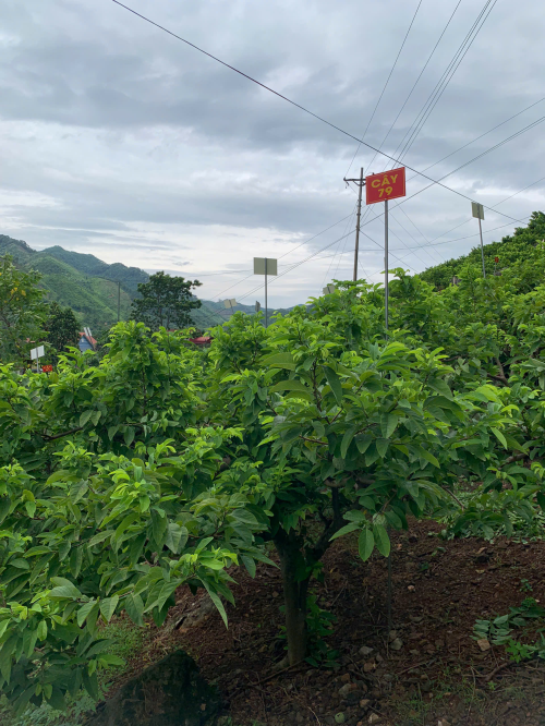Na Giang Hoan 79