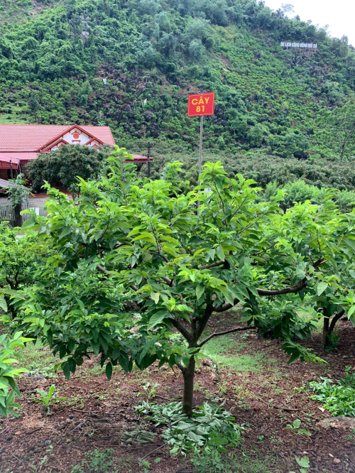 Na Giang Hoan 81