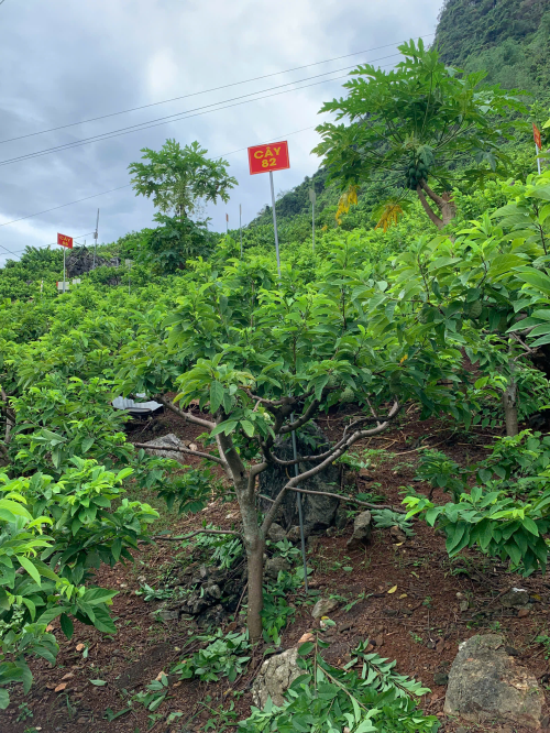 Na Giang Hoan 82