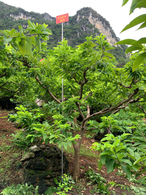Na Giang Hoan 83