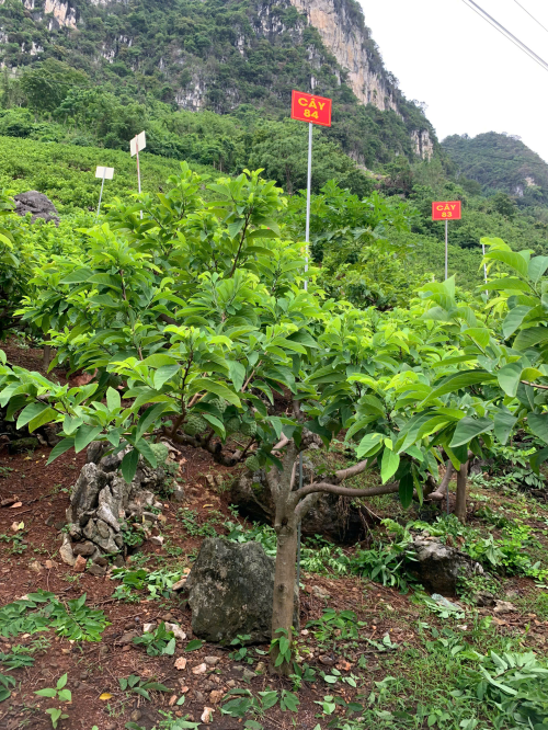 Na Giang Hoan 84