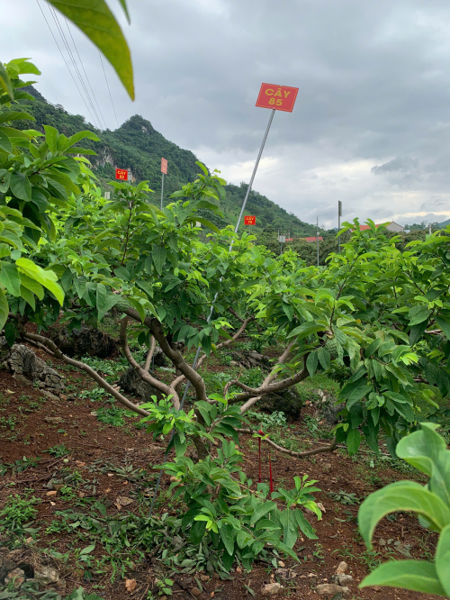 Na Giang Hoan 85