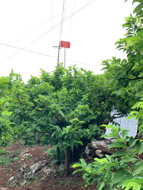 Na Giang Hoan 88
