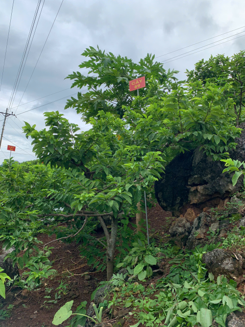 Na Giang Hoan 89