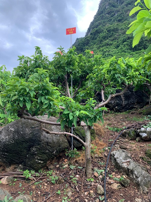 Na Giang Hoan 68