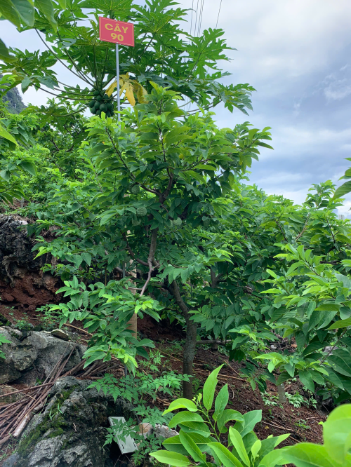 Na Giang Hoan 90
