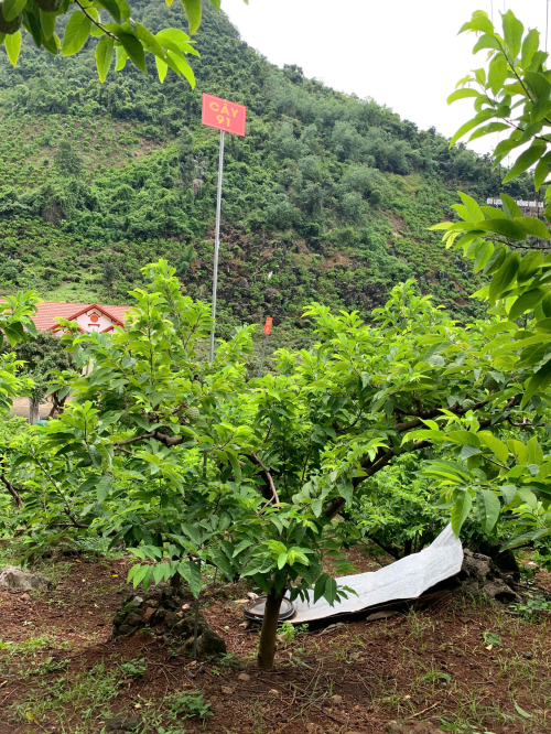 Na Giang Hoan 91