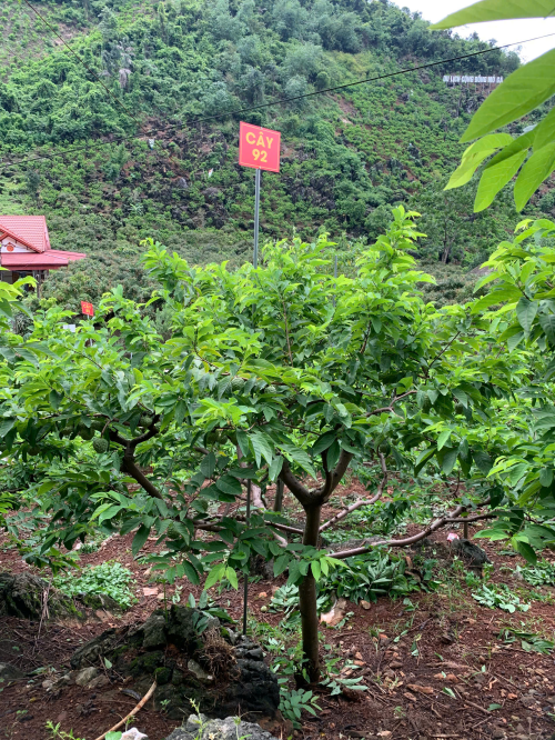 Na Giang Hoan 92