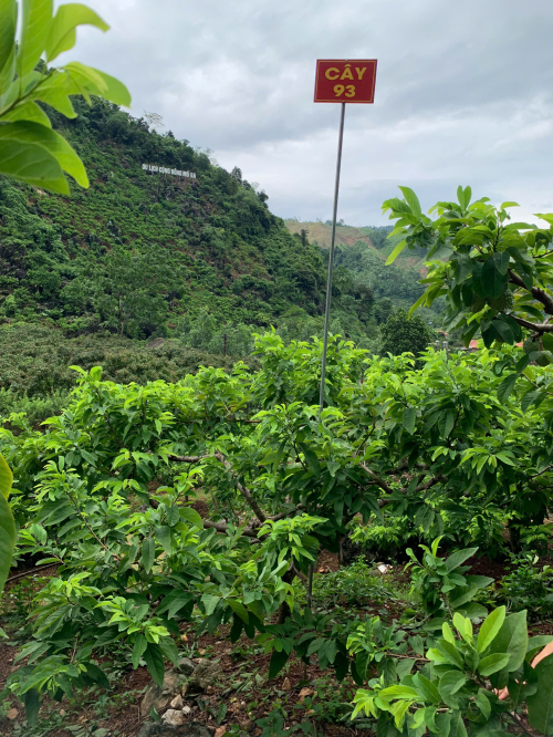 Na Giang Hoan 93