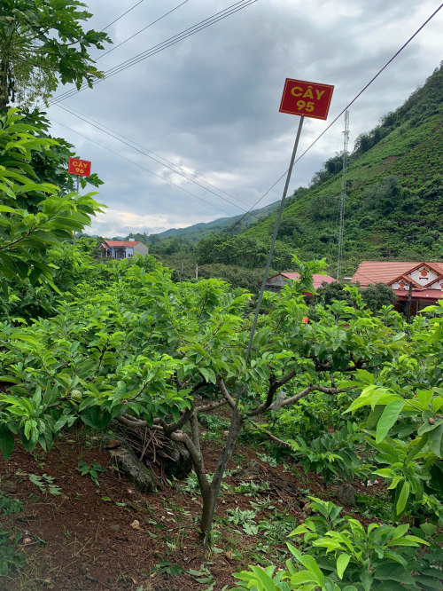 Na Giang Hoan 95