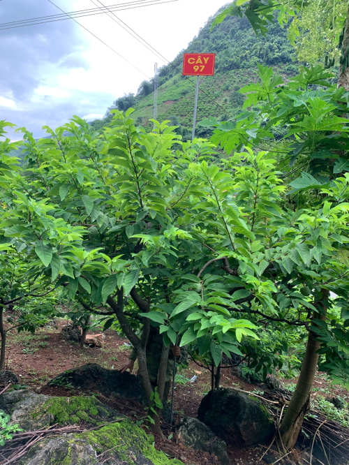 Na Giang Hoan 97