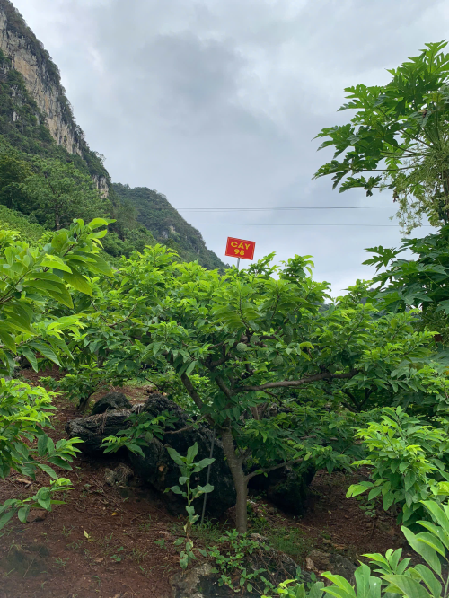 Na Giang Hoan 98