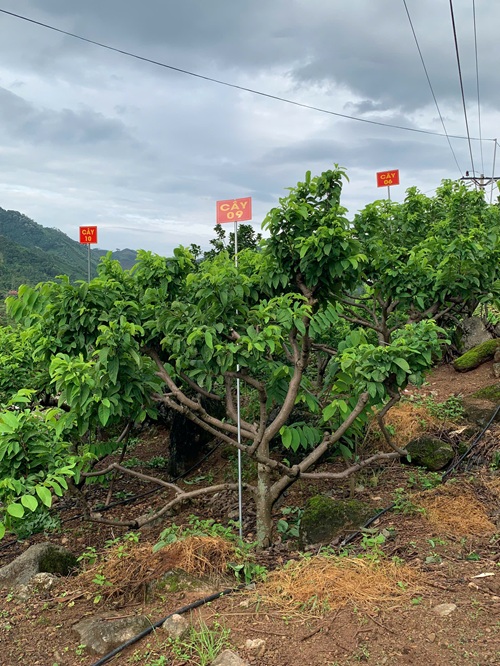 Na Chất Thảo 09