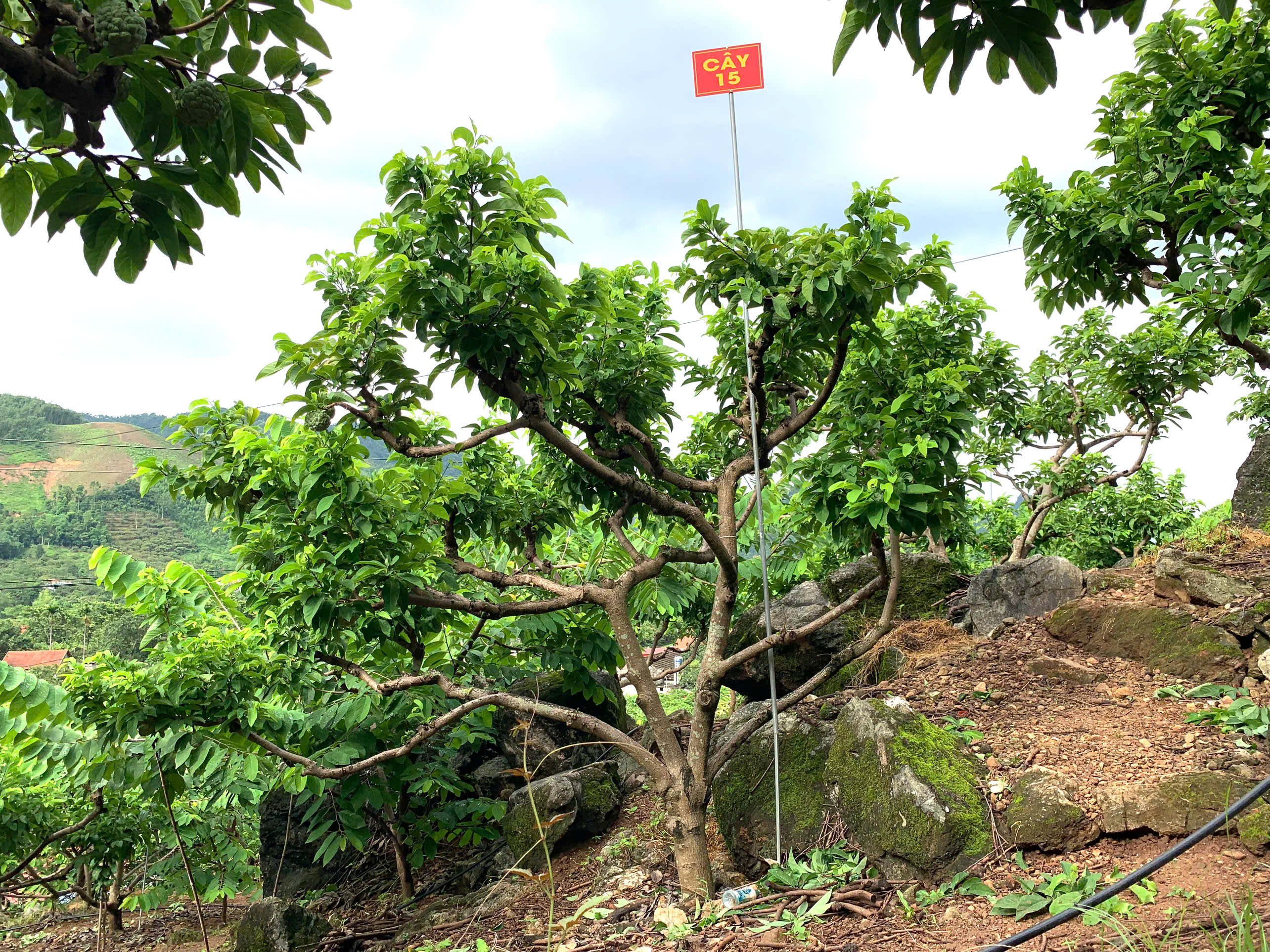 Na Chất Thảo 15