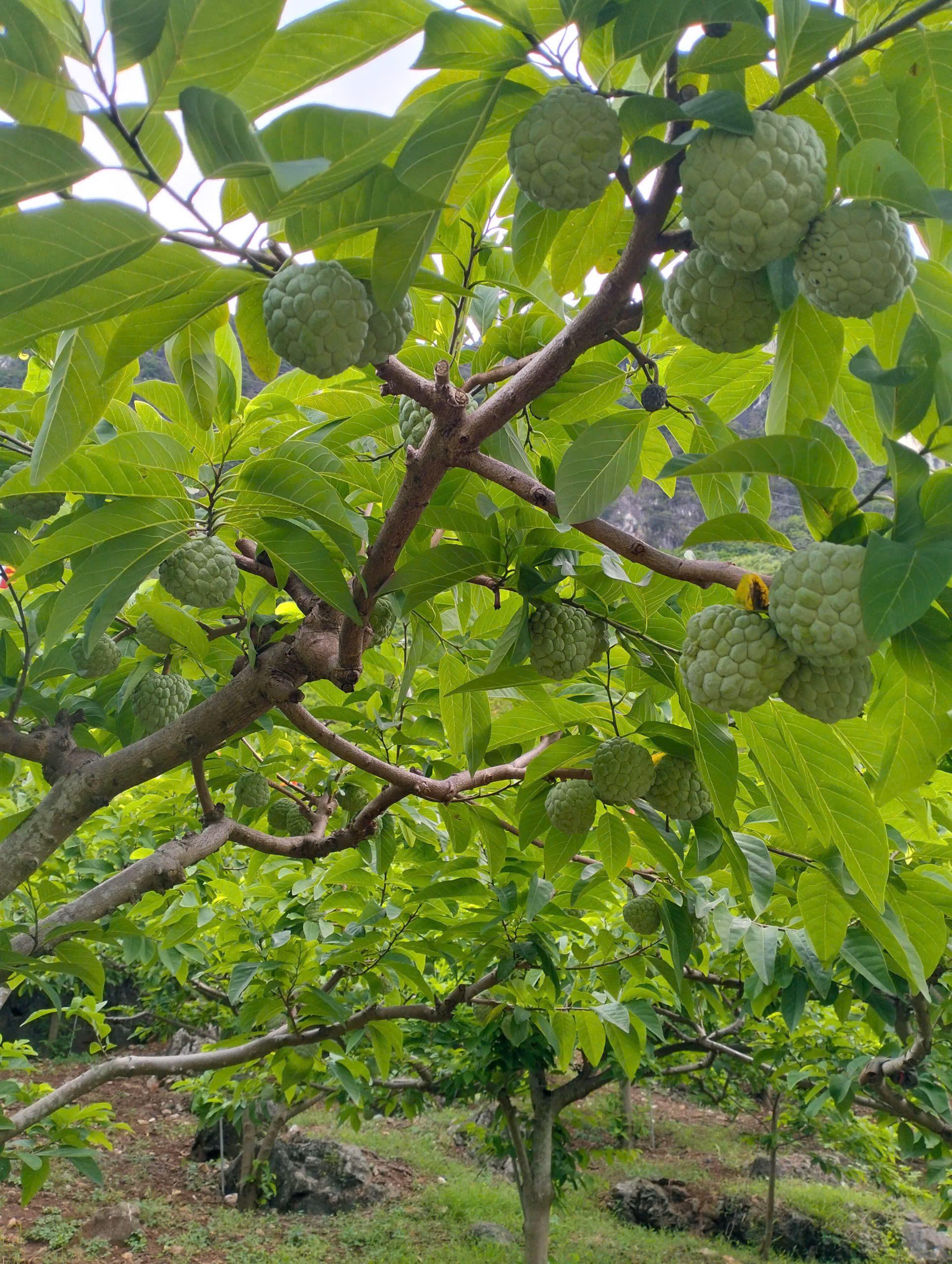 Na Chất Thảo 08