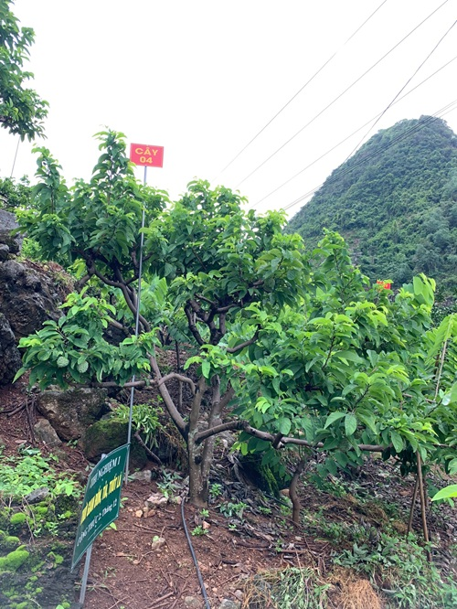 Na Chất Thảo 04