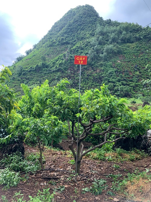 Na Chất Thảo 12