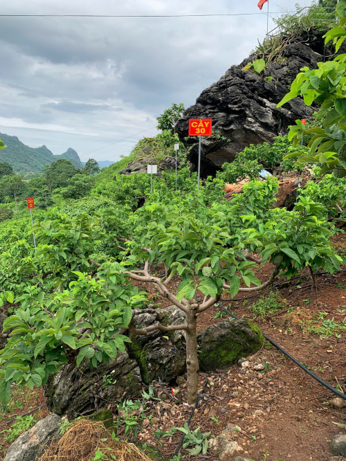 Na Chất Thảo 30