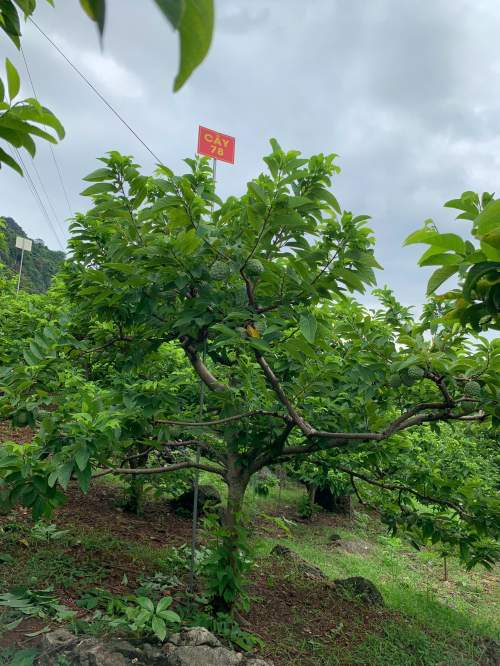Na Giang Hoan 78