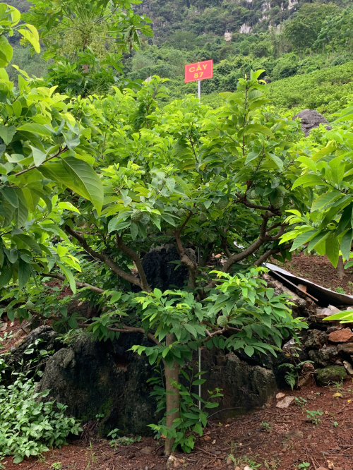 Na Giang Hoan 87